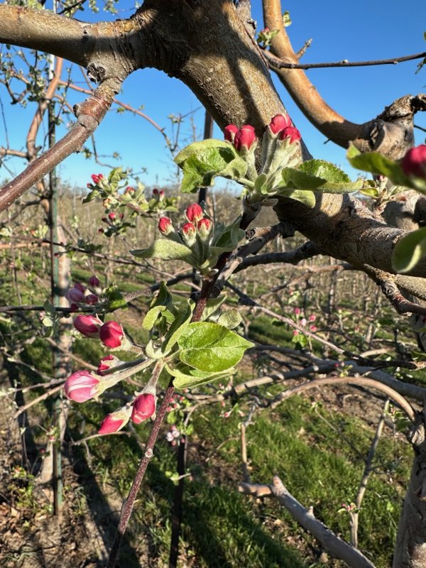 Apple Blossom Update: Next Weekend Peak Bloom!