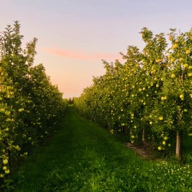 Golden Delicious apples at Sunset, Sunrise Orchards in Gays Mills, WI