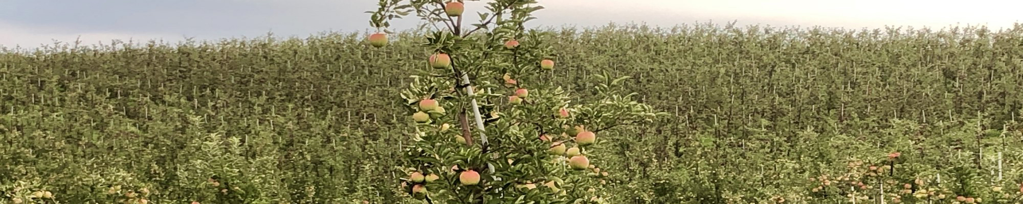 Frequently Asked Questions about apples - Gays Mills, WI | Sunrise Orchards, Inc.