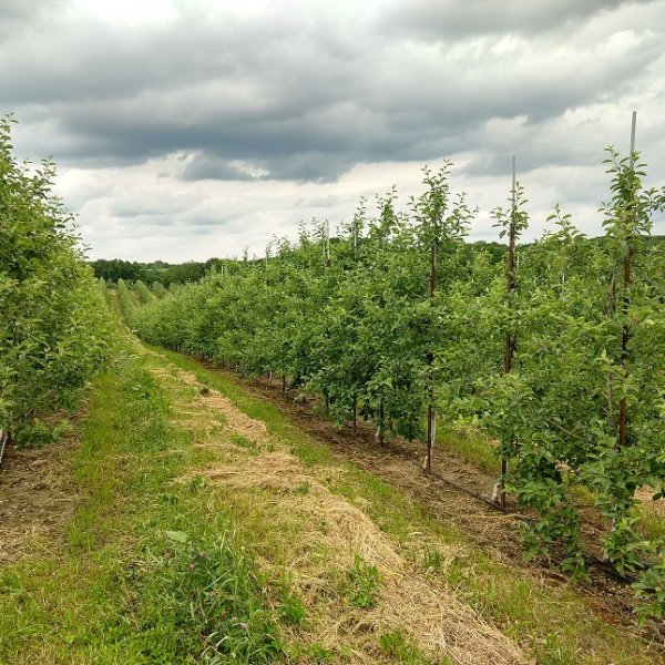 Apples Love to Grow Apples Love to Grow