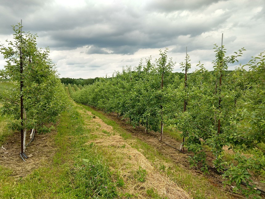 Apples Love to Grow