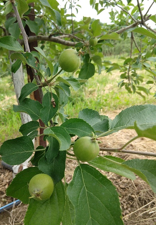 Apples Love to Grow - Sunrise Orchards