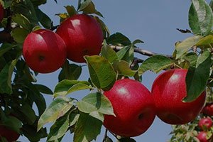 Apple Availability at Sunrise Orchards