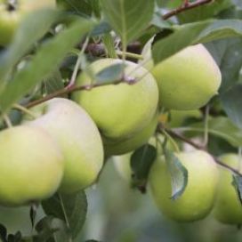 Apples on the Tree