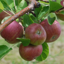 Apples on the Tree