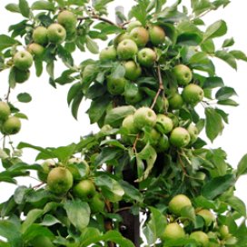 Growing Apples