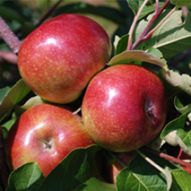 Apples ready for picking