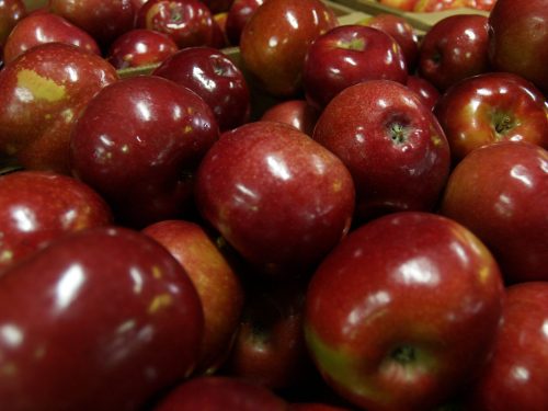 Apples- Mcintosh — Sun Orchard Apples