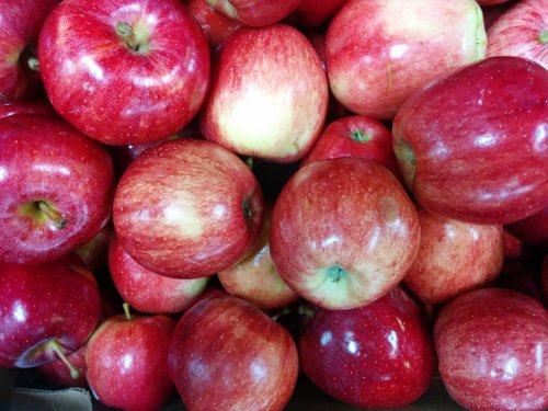 Apples- Mcintosh — Sun Orchard Apples