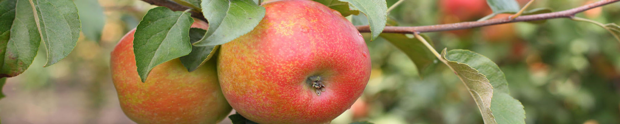 Honeycrisp Apple Update - Gays Mills, WI | Sunrise Orchards, Inc.