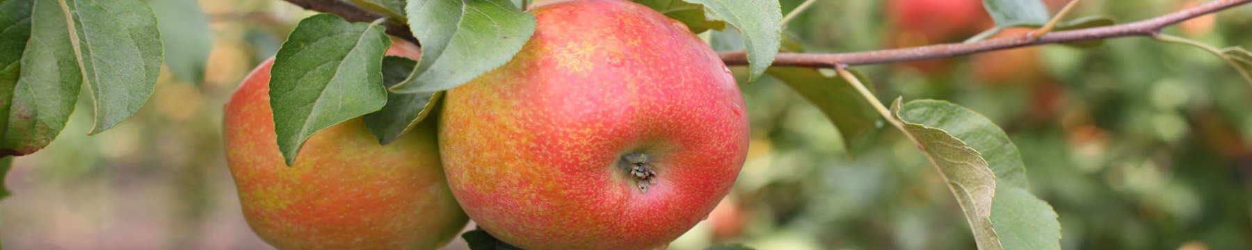 Sweet + Crunchy = Honeycrisp Apples - Wolff's Apple House