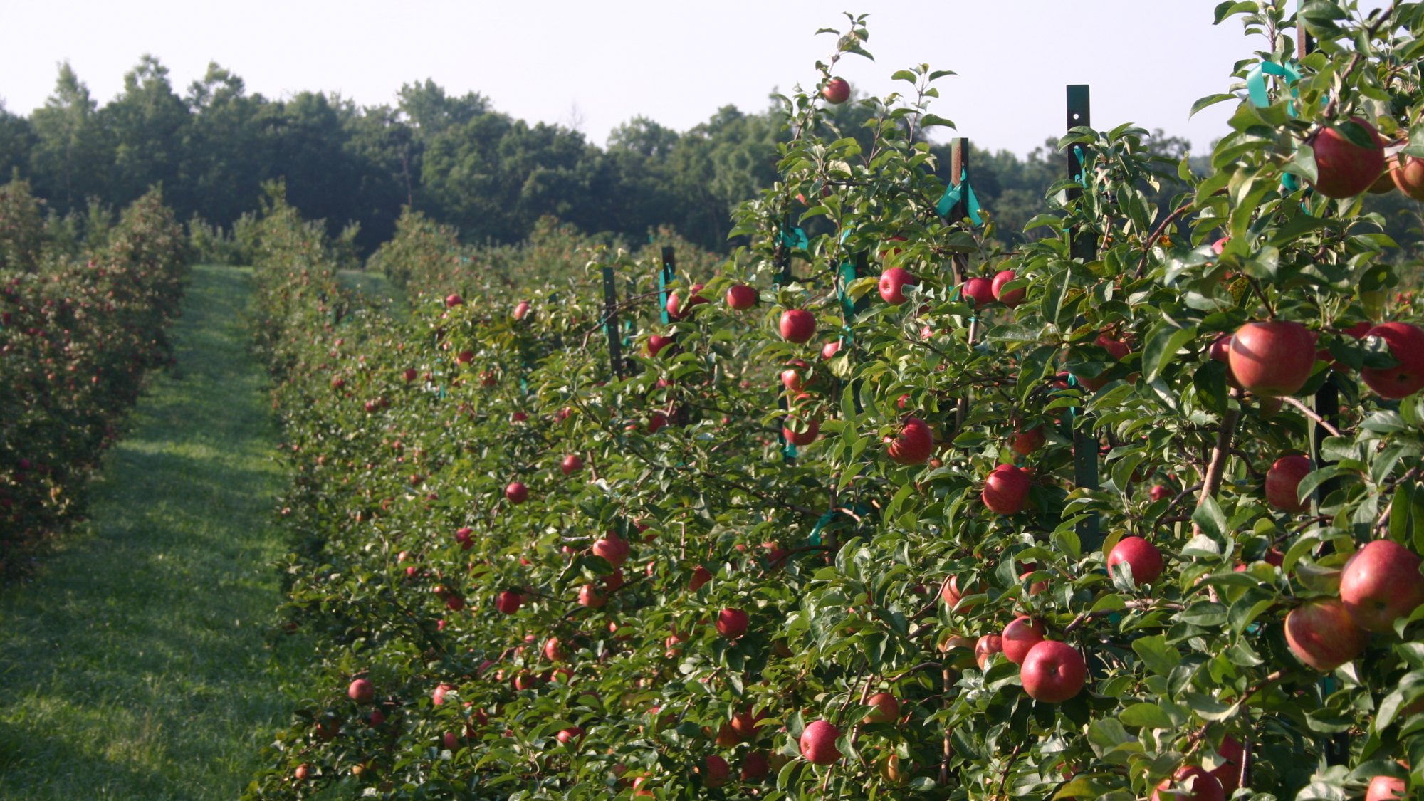 Welcome to Sunrise Orchards the APPLE DESTINATION of the Midwest!