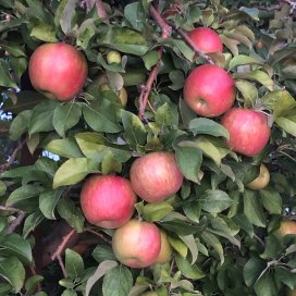 Honeycrisp apples at Sunrise Orchards, Gays Mills, WI