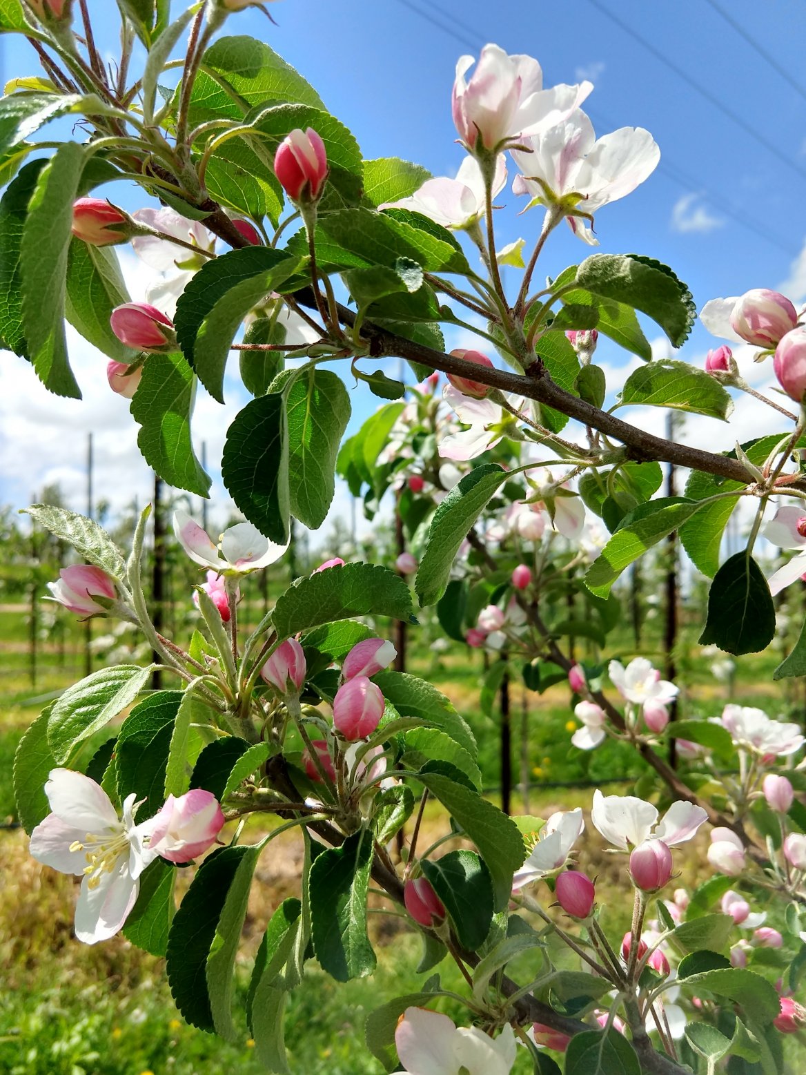 When are Sunrise Orchards Apples in Blossom?