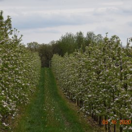 Apple trees blossoming May 2020