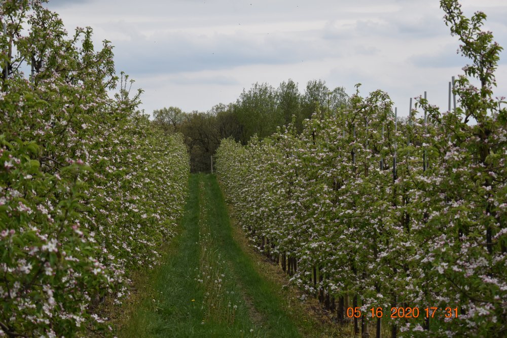 Apple trees blossoming May 2020