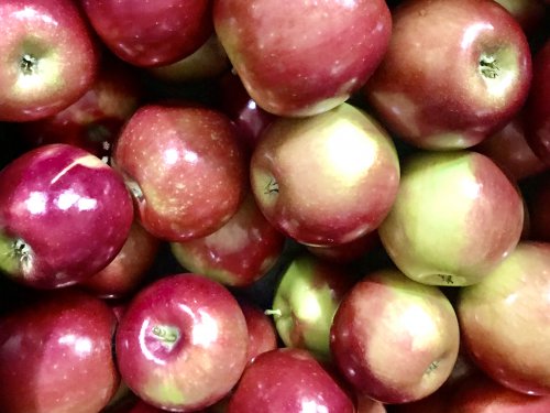 Apples- Cortland — Sun Orchard Apples