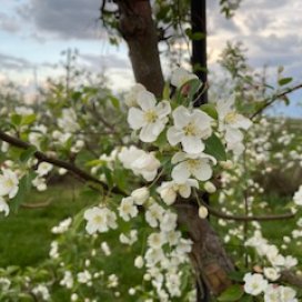 Full Bloom White Blossoms 2021