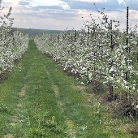 White Apple Blossoms 2021 Field View
