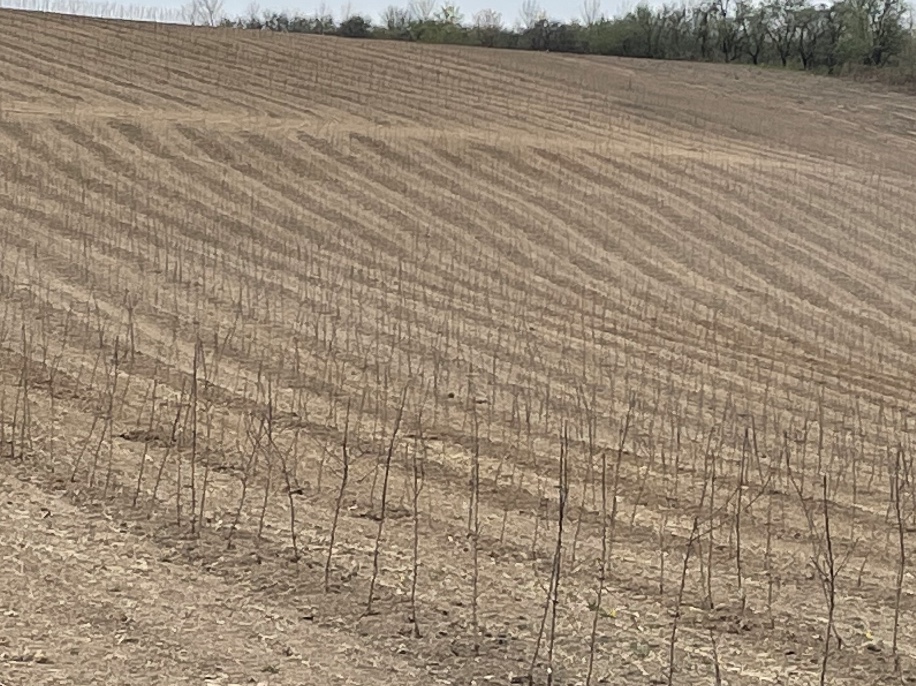 11,600 Apple Trees Planted at Sunrise Orchards! 11,600 Apple Trees Planted at Sunrise Orchards!