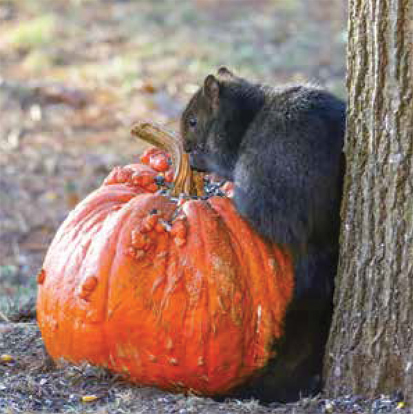 Black Squirrel Eating a Pumpkin