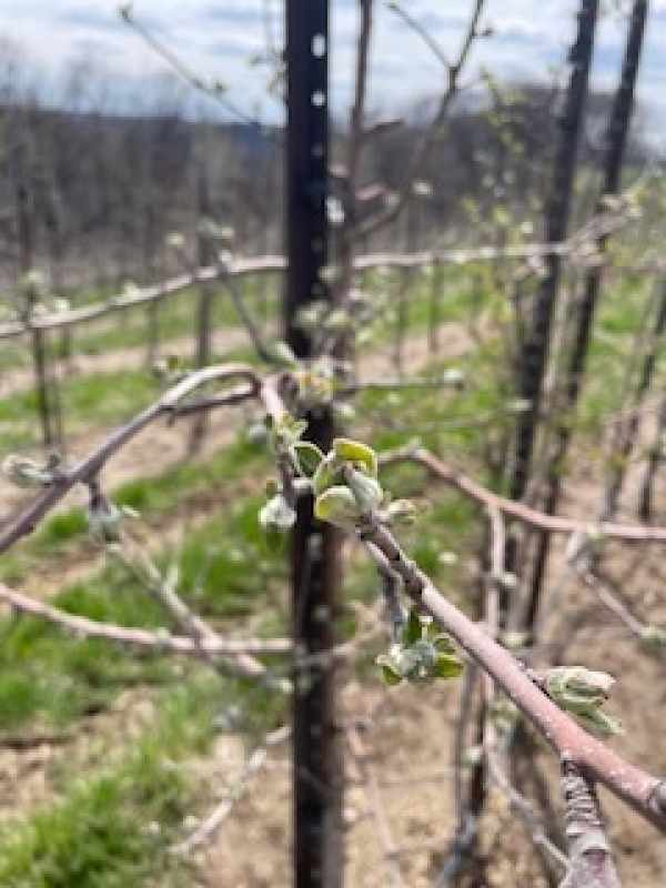 Apple Blossom Update May 6, 2022