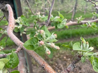 Apple Blossom Update May 11, 2022