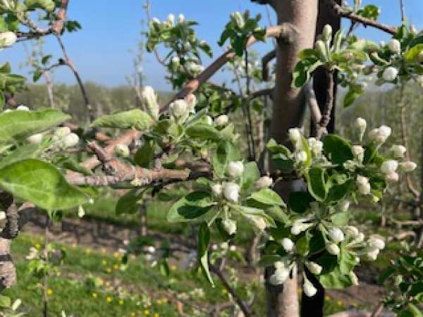 Plan a Trip to Sunrise THIS Weekend to Catch the Apple Blossoms!