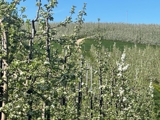 NOW'S the Time to See the Apple Blossoms! May 14, 2022