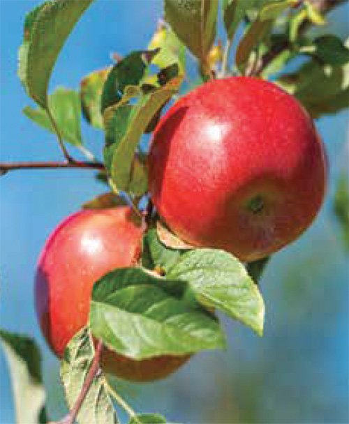 Honeycrisp Apples at Sunrise Orchards