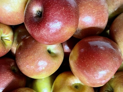 Apples- Cortland — Sun Orchard Apples