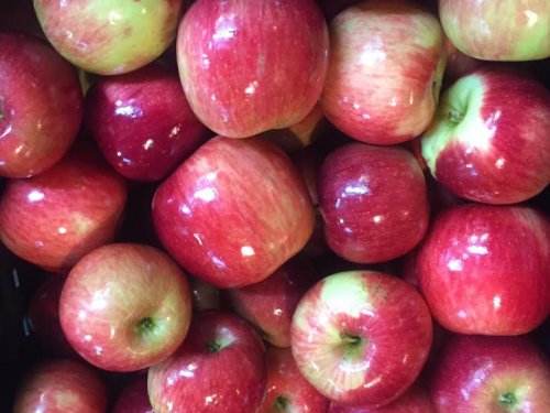 Apples- Honeycrisp — Sun Orchard Apples