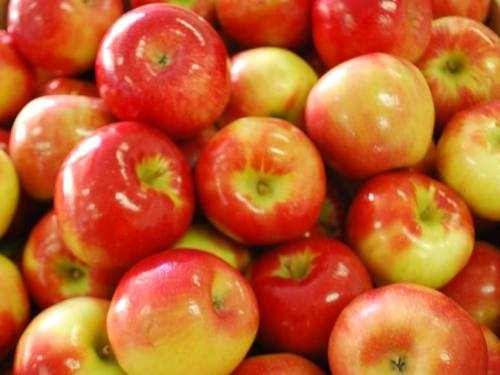 Honeycrisp Apples In Stock NOW!