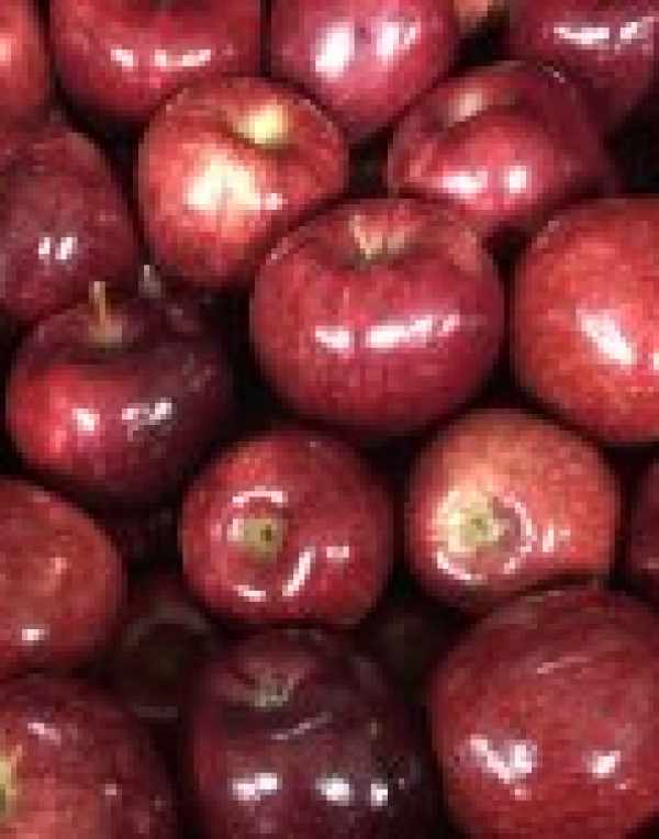 Ambrosia & Red Delicious in Stock Now!