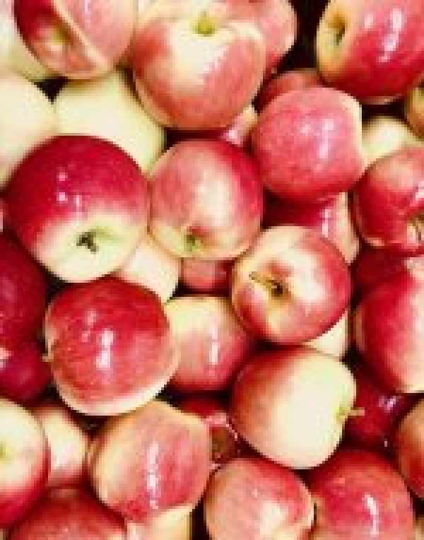 Ambrosia & Red Delicious in Stock Now!