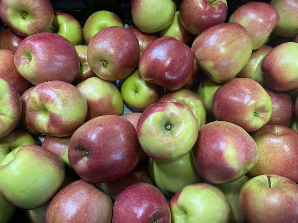 NEW Apple Varieties Introduced Today!