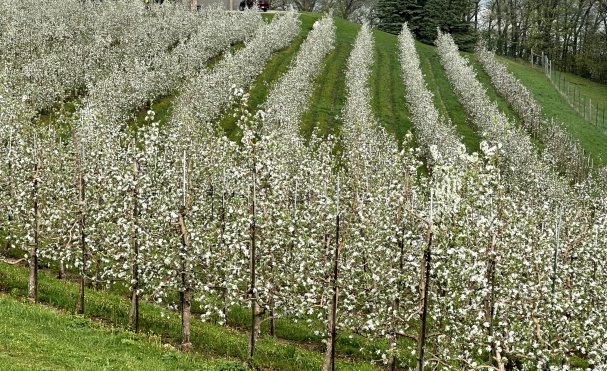 NOW'S the TIME to SEE the Apple Blossoms at Sunrise Orchards!