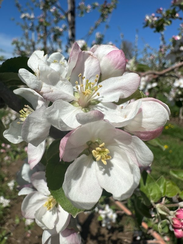 Apple Blossom Update - 75% Peak at Sunrise Orchards!