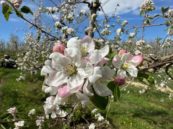 Sunrise Orchards Apple Blossoms a Breathtaking Landscape!