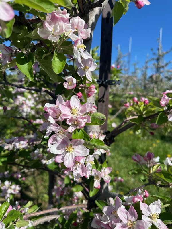 100% Apple Blossom Peak at Sunrise Orchards - Don't Miss it!