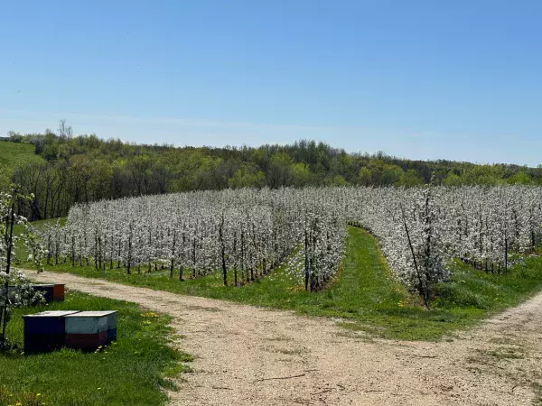 100% Apple Blossoms Peak - There's Still Time to View Them
