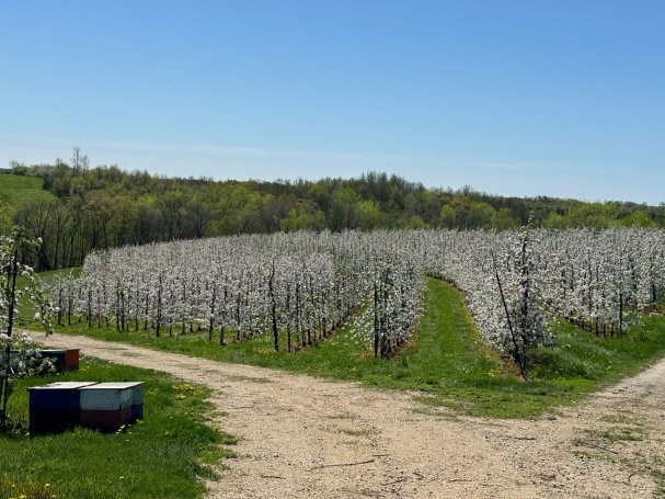 100% Apple Blossoms Peak - There's Still Time to View Them