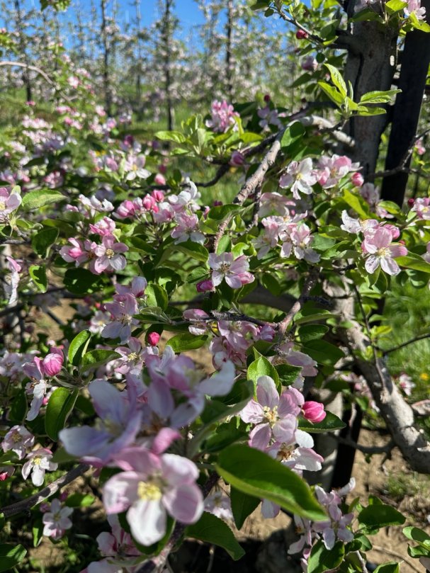 100% Apple Blossom Peak at Sunrise Orchards - Don't Miss it!