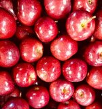 Jonagold Apples in Stock Now!