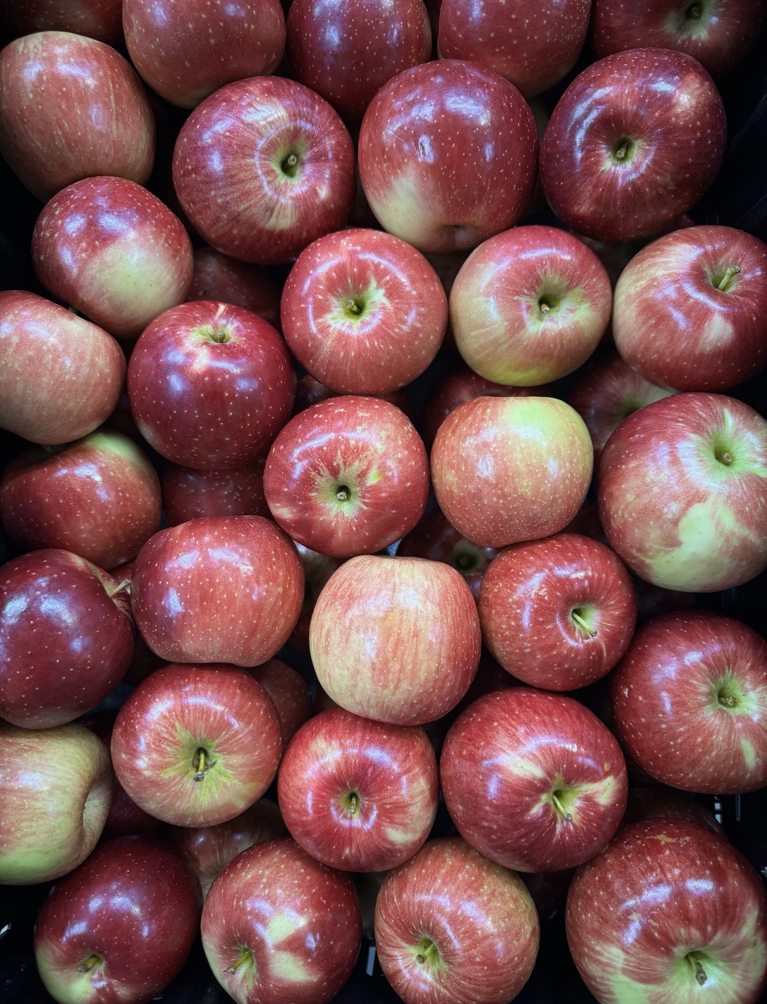 Haralson Apples Excellent for Baking & Available NOW Sunrise Orchards