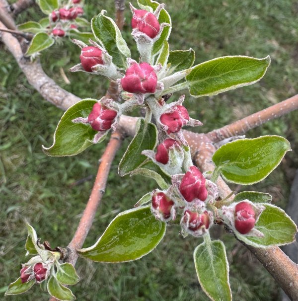 Apple Blossom Season Is Almost Here!