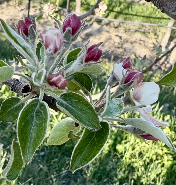 🌸Prime Apple Blossom Viewing Begins Tuesday May 6th!🌸