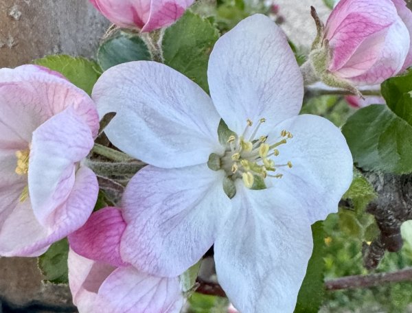 🌸🍎 Apple Blossom Update 🍎🌸