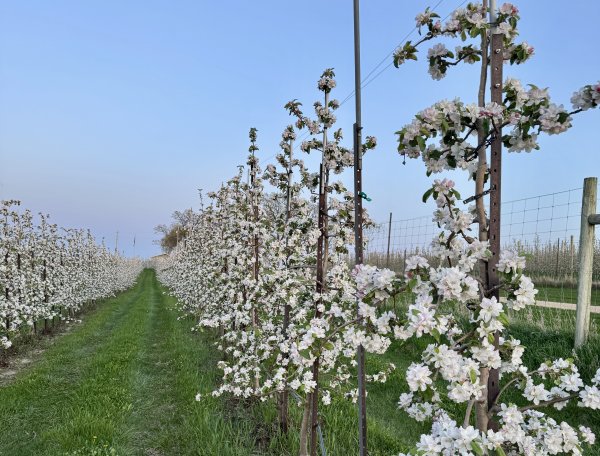 🌸🍎 Apple Blossom Update 🍎🌸