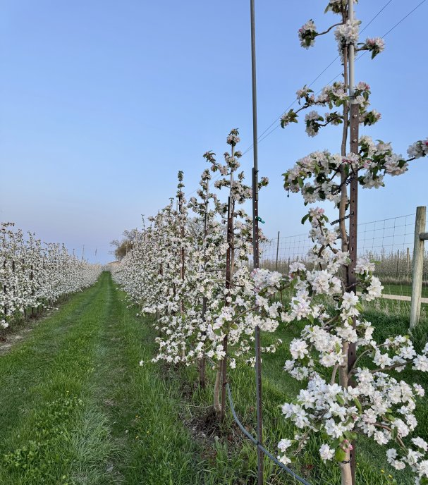 🌸🍎 Apple Blossom Update 🍎🌸